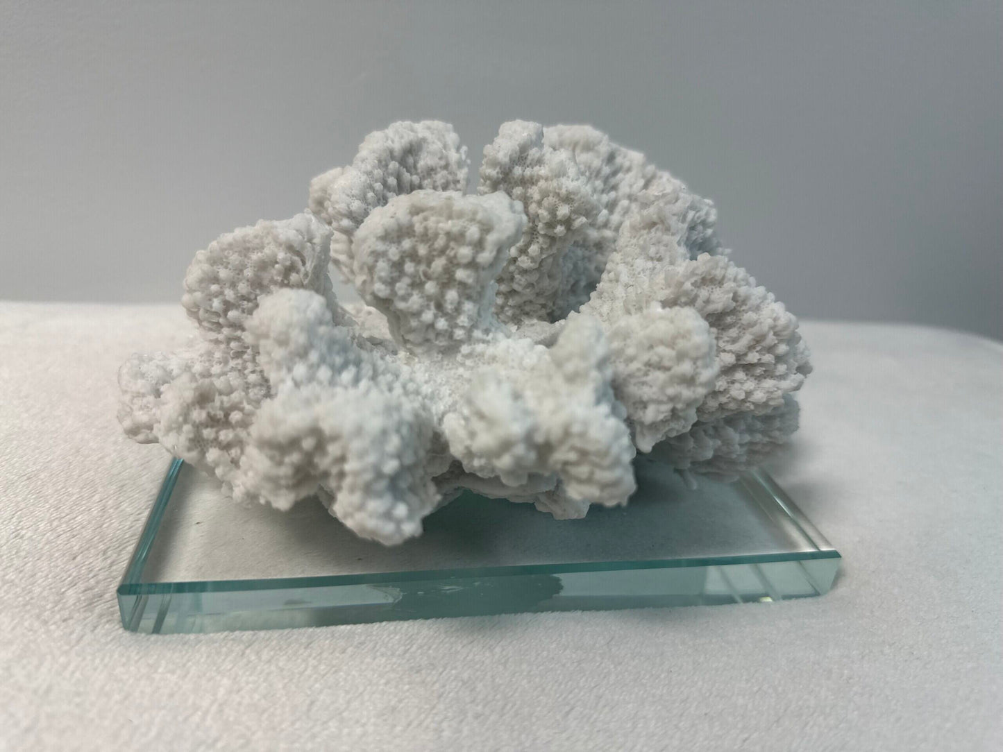 Coral Reef Decor Mounted on Glass Prism